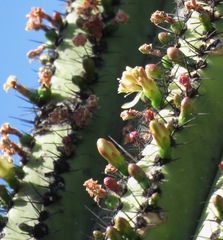 Myrtillocactus schenckii