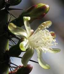 Myrtillocactus schenckii