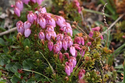 Phyllodoce caerulea iNat (3)