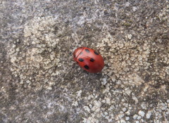 Gonioctena fornicata