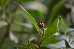 Tristaniopsis merguensis