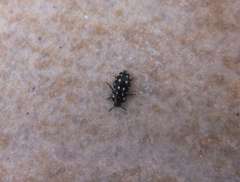 Paranovelsis punctatus