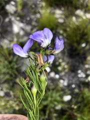 Psoralea azuroides