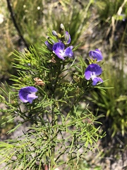 Psoralea azuroides