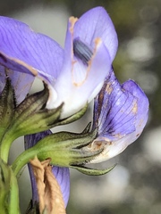 Psoralea azuroides