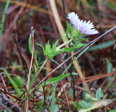 Stokesia laevis