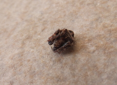 Gibbaranea bituberculata