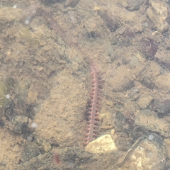 アシナガゴカイ