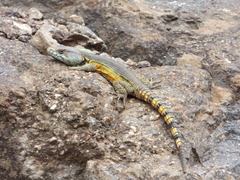 Pseudocordylus subviridis