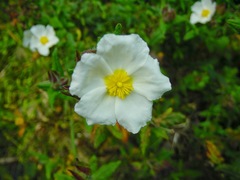 Cistus psilosepalus