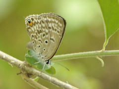 Lepidochrysops plebeia