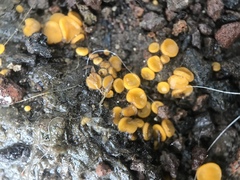 Fungi