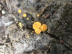 Fungi