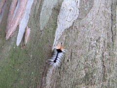 Halysidota ruscheweyhi