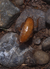 Drymaplaneta semivitta