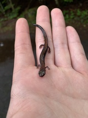 Plethodon cinereus image