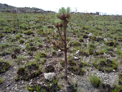 Lychnophora ericoides