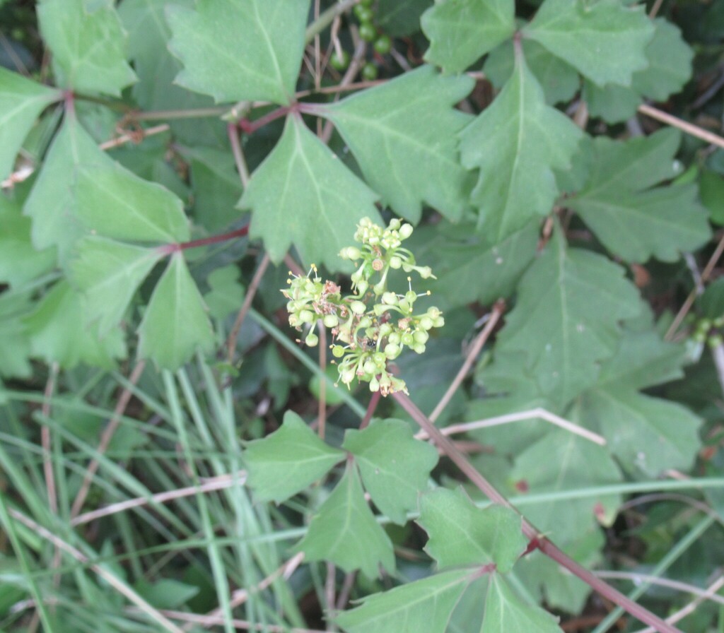 sorrelvine