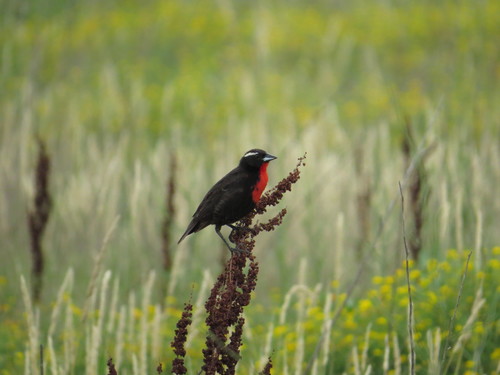 White-browed Meadowlark (Leistes superciliaris), photo 9