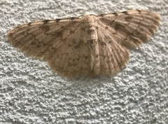 Scopula luridata