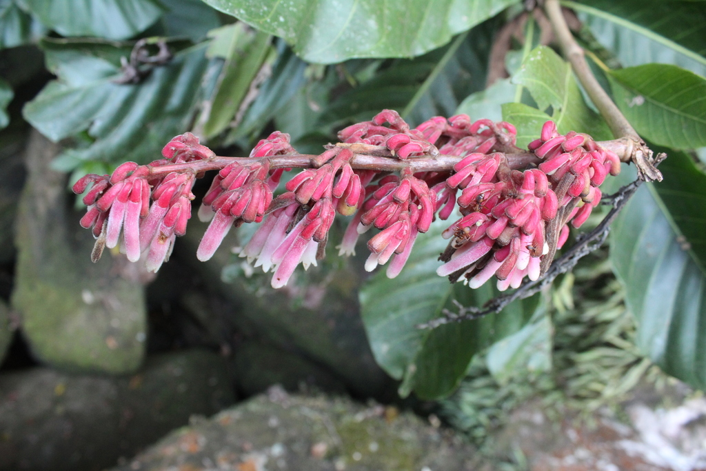 Rustia thibaudioides