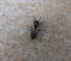 Ceratina cucurbitina