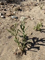 Lepidium appelianum