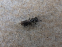 Ceratina cucurbitina