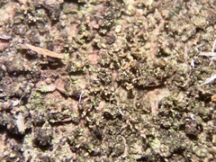 Micarea pycnidiophora