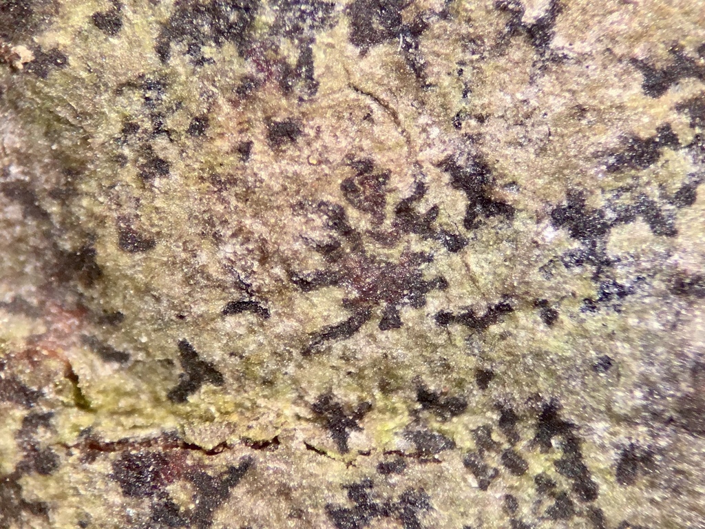 Arthonia pyrrhuliza