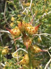 Psorothamnus arborescens minutifolius
