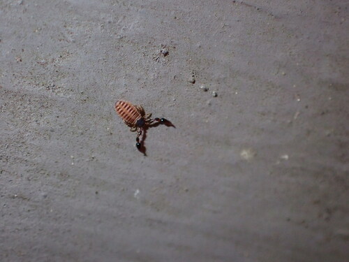 House Pseudoscorpion photo 6
