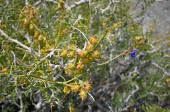 Psorothamnus arborescens minutifolius