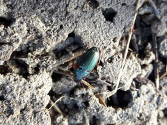 Harpalus