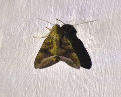 Nephele comma