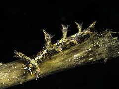 Bornella anguilla image