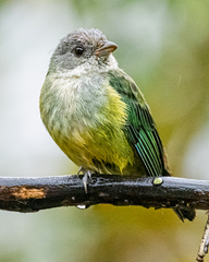 Black-Headed Tanager photo 4
