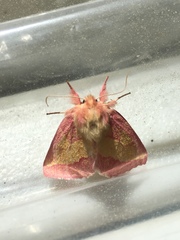Hyparpax aurora