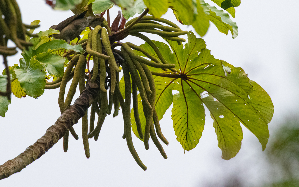 Cecropia sararensis
