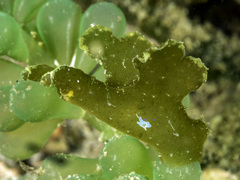 Crosslandia viridis image