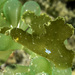 Crosslandia viridis - Photo (c) jim-anderson, μερικά δικαιώματα διατηρούνται (CC BY-NC), uploaded by jim-anderson