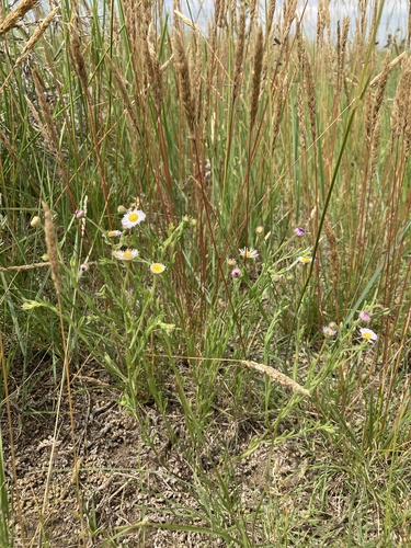 Western Daisy Fleabane (Erigeron bellidiastrum)