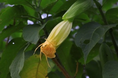 Brugmansia arborea