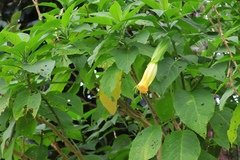 Brugmansia arborea