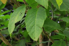 Brugmansia arborea
