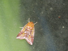 Calymera