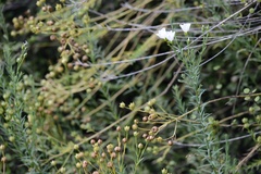 Linum monogynum monogynum