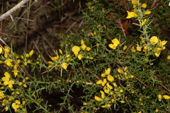 Ulex parviflorus