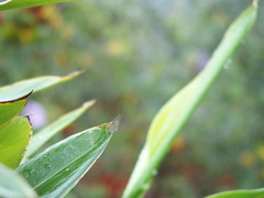 Jamides alecto dromicus