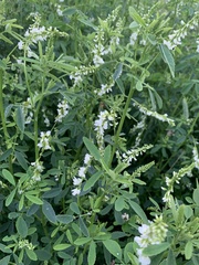 Melilotus albus image